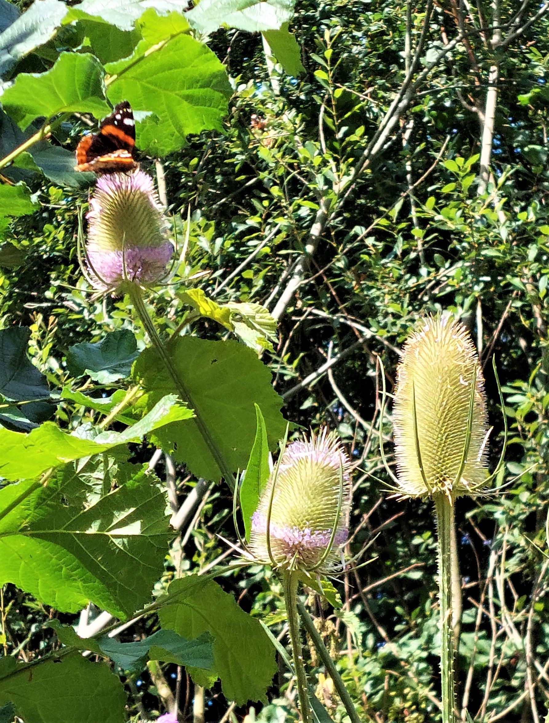 butterfly on plants